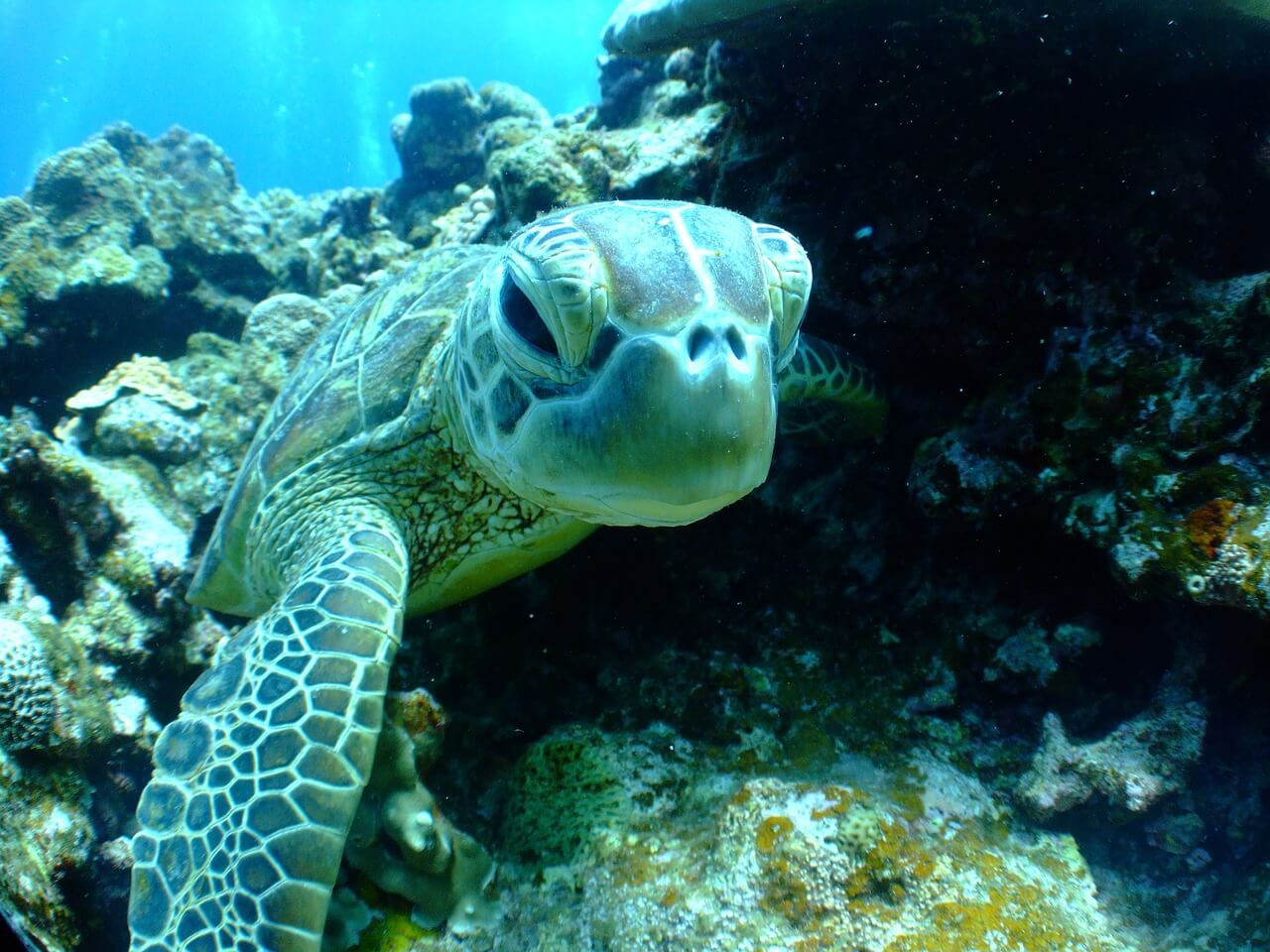 Enjoy Sea Turtle Season in Puerto Vallarta, Mexico